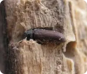 Drywood termites